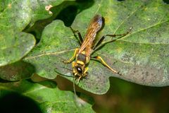 Sceliphron asiaticum