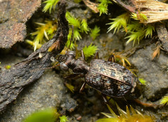 Scopodes