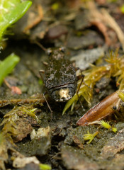 Scopodes