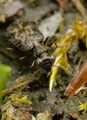 Scopodes