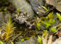 Scopodes