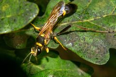 Sceliphron asiaticum