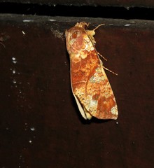 Chliara cresus