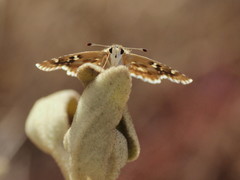 Muschampia proto