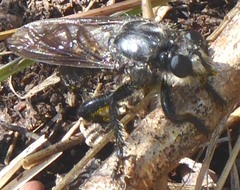 Andrenosomatini