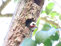 Colaptes auricularis