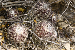 Coryphantha durangensis