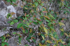 Ficus pumila awkeotsang