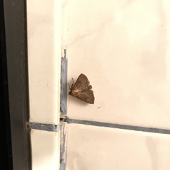 Lepidoptera