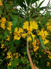 Tropaeolum seemannii