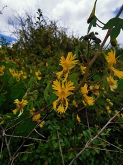 Tropaeolum seemannii