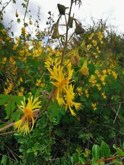 Tropaeolum seemannii