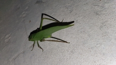 Stilpnochlora quadrata