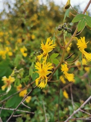 Tropaeolum seemannii
