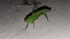 Stilpnochlora quadrata