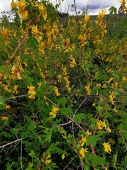 Tropaeolum seemannii