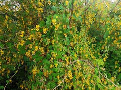 Tropaeolum seemannii