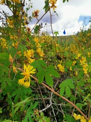 Tropaeolum seemannii