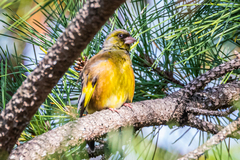 Chloris sinica minor