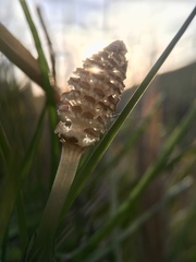 Equisetum arvense