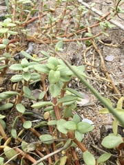 Blutaparon portulacoides