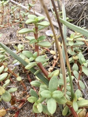 Blutaparon portulacoides