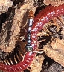 Stigmatomma pallipes