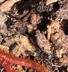 Stigmatomma pallipes