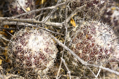 Coryphantha durangensis