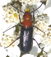 Nemognatha sparsa
