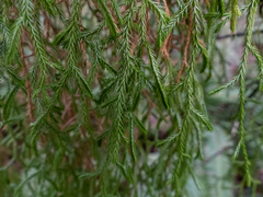 Selaginella oregana