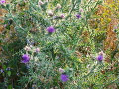 Carduus tmoleus