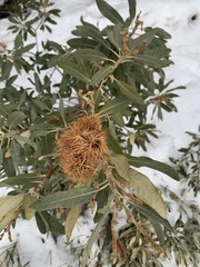Chrysolepis sempervirens