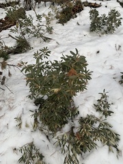 Chrysolepis sempervirens