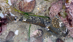 Clinocottus