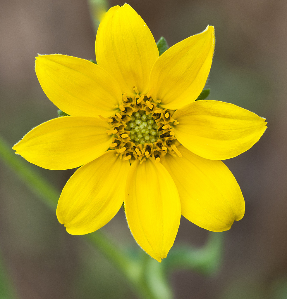 Engelmannia