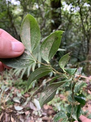 Smilax bracteata