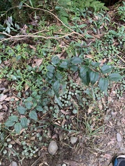 Smilax bracteata