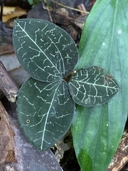 Anoectochilus formosanus