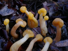 Cudonia spathulata