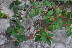 Ficus pumila awkeotsang