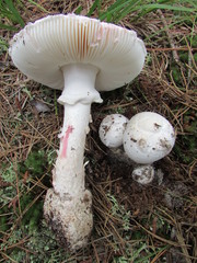 Amanita mutabilis