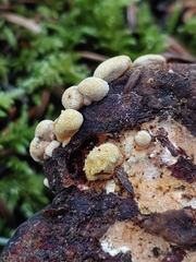 Trichoderma pulvinatum