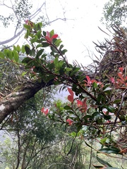 Vaccinium emarginatum