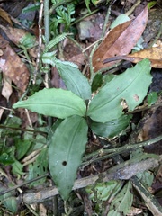 Goodyera foliosa