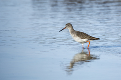 Tringa totanus