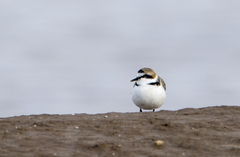 Charadrius alexandrinus