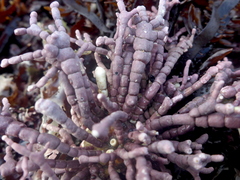 Calliarthron tuberculosum