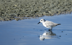 Calidris alba