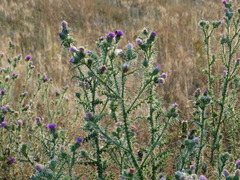 Carduus tmoleus